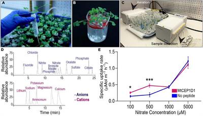 Application of Synthetic Peptide CEP1 Increases Nutrient Uptake Rates Along Plant Roots